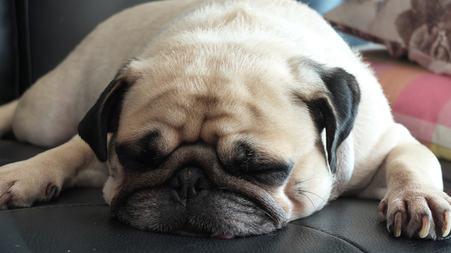 Como ensinar seu cachorro a ficar sozinho e tranquilo em casa