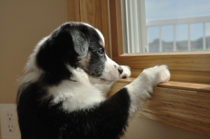 Como ensinar seu cachorro a ficar sozinho em casa