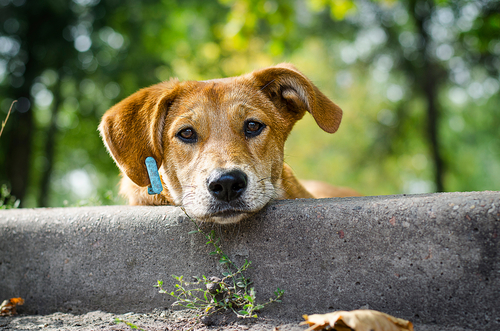 Cachorros vira-latas, muito mais que uma raça