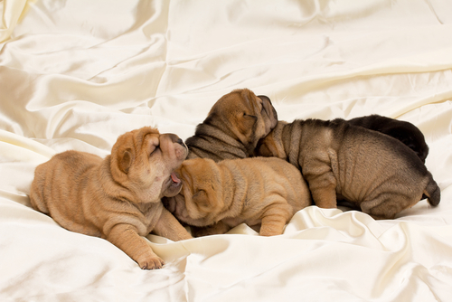Cães da raça Shar Pei