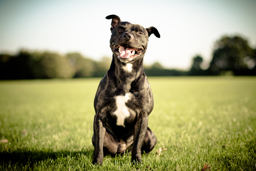 Você acredita que os cachorros sorriem?