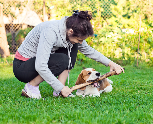 A importância de brincar com o seu cão A importância de brincar com o seu cão