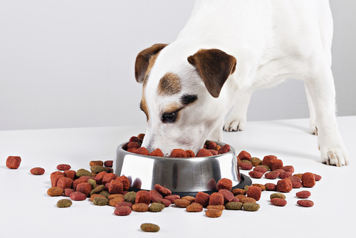 Descubra por que alguns cães não mastigam a comida