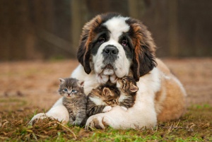 O ditado "se dão como cão e gato" tem sentido?