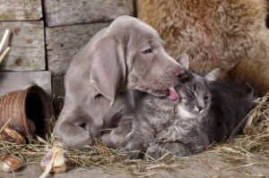Estudos dizem que os cachorros são mais inteligentes que os gatos