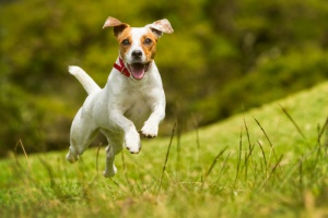 10 maneiras de fazer seu cão feliz