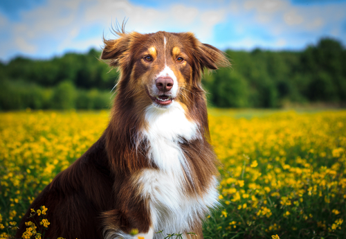Incrível: cães que detectam o câncer Incrível: cães que detectam o câncer