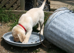 Por que os cães adoram fuçar o lixo e como evitar