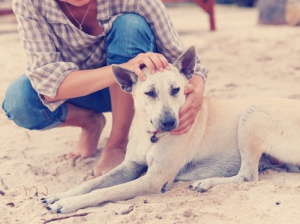 Raças de cachorros que fazem de tudo para agradar os donos