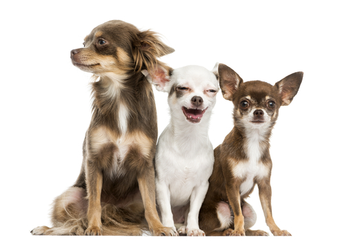 Cachorros da raça Chihuahua