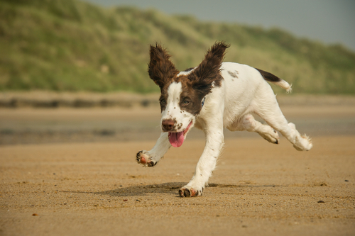 Cuidados com o Cocker