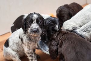 Alimentação passiva e ativa de cachorros, qual é a diferença?
