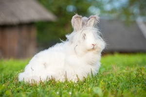 Maus tratos aos coelhos angorá para extrair sua lã