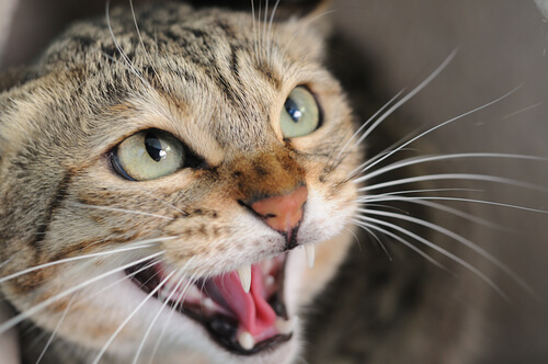 O que dizem os dentes do seu gato?