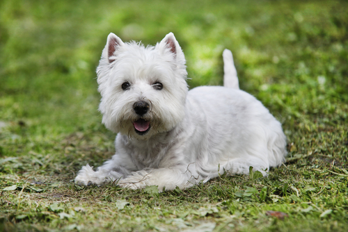Dermatite atópica canina: tratamentos para a pele de seu animal