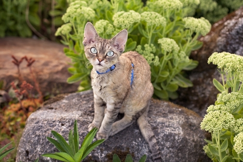 Devon Rex: um gato ativo, dócil e brincalhão