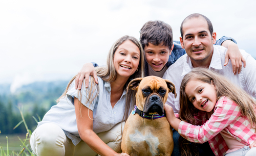 Como ajudar na adaptação do cão em seu novo lar Como ajudar na adaptação do cão em seu novo lar