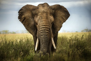 Animais, como os elefantes, correm real perigo de extinção