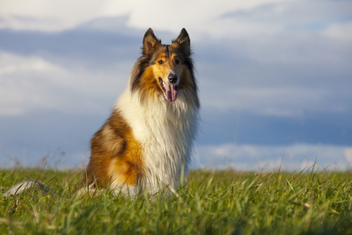 Lassie