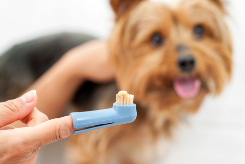 Como e por que escovar os dentes dos cães