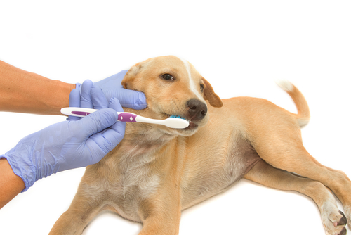 Escovando os dentes dos cães