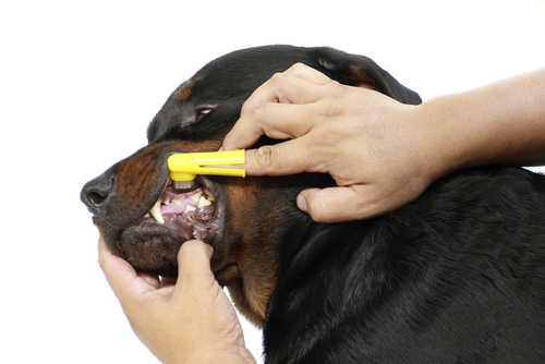 Como escovar os dentes dos cães