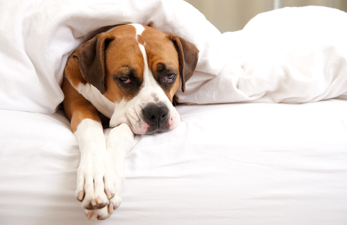 Febre em cães, o que significa cada uma? Febre em cães, o que significa cada uma?