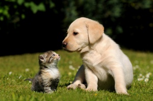 Como saber se seu cão ou gato é diabético?