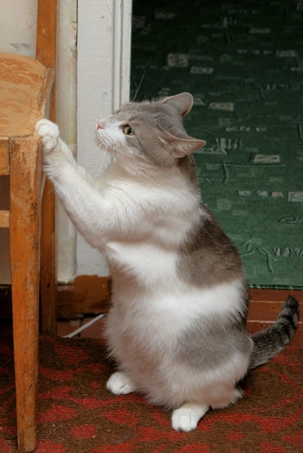 Gatos marcam território através de arranhões