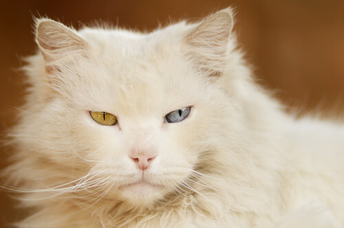 gato-albino-2