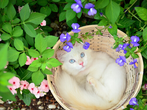 Fatos surpreendentes sobre surdez nos gatos albinos