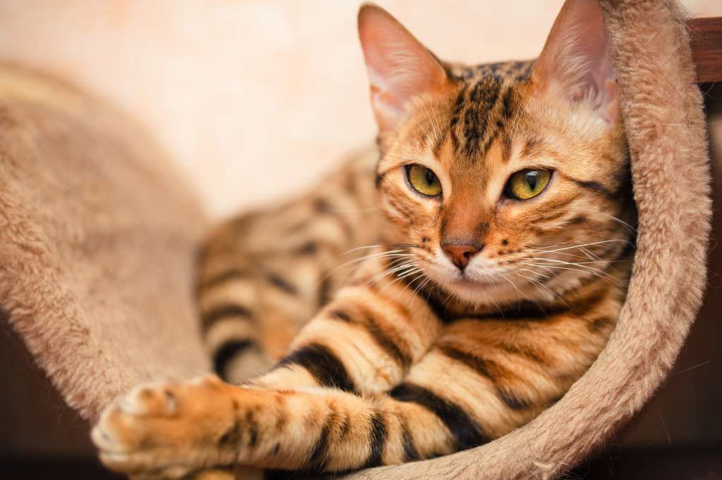 A linguagem corporal dos gatos, como eles se comunicam?