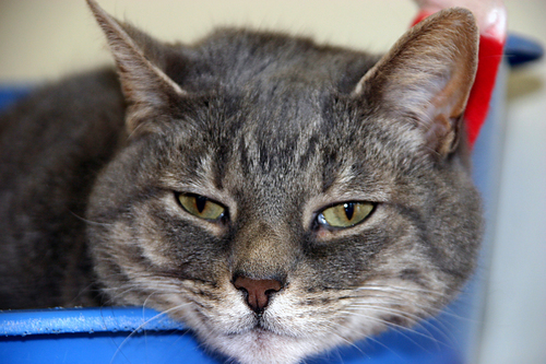 Como tratar a conjuntivite dos gato