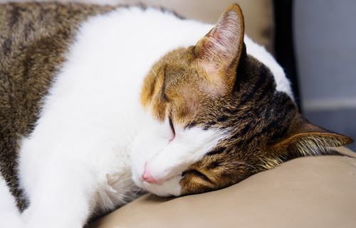 Gatos que saem de casa: De olho na vermifugação
