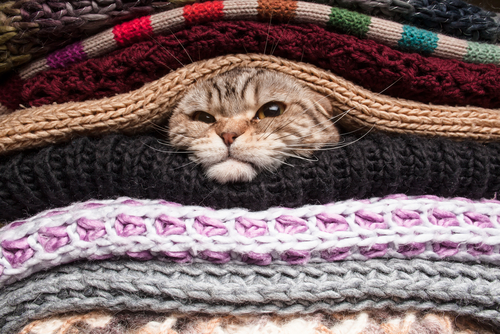 Dicas para proteger o seu gato do frio Dicas para proteger o seu gato do frio