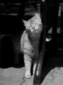 Você sabe por que o seu gato esfrega a cabeça contra seu corpo?