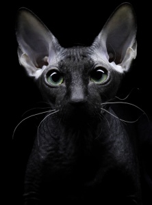 Cachorros e gatos têm sexto sentido?