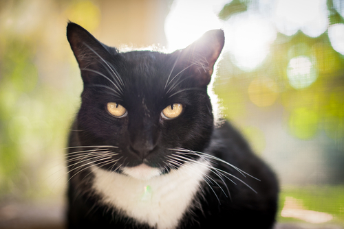 Conjuntivite dos gatos: sintomas