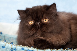 Caffrey, o gato que anda só com as duas patas do mesmo lado