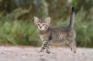 A cauda dos gatos pode revelar seu humor?