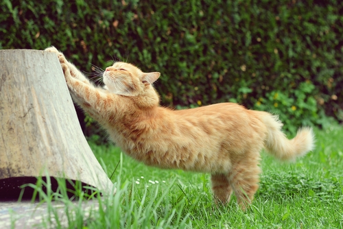 Contamos pra você como os gatos marcam o seu território