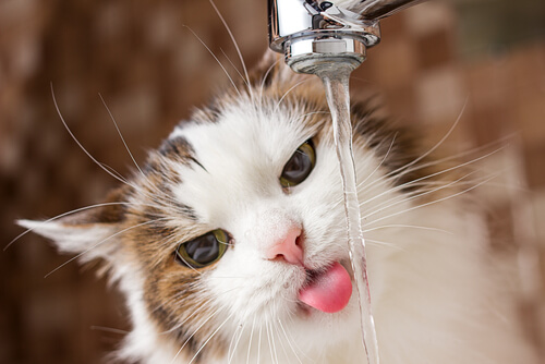 A hidratação dos gatos - A ingestão de água é indispensável