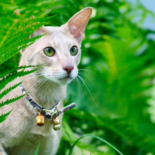 É mais seguro alimentar seu animal com vasilhas de metal