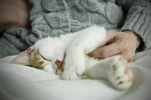 gatoemulher