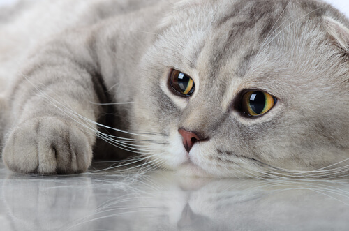 gatogrisbr