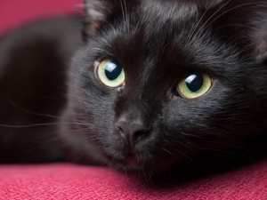Personalidade, beleza e elegância, assim são os gatos pretos