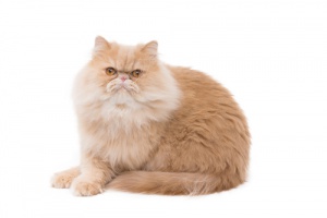 Raças de gato: Persa, uma das mais famosas do mundo