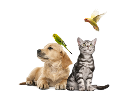 Cães e Gatos versus Pássaros