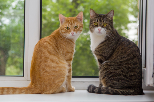 gatos-na-janela