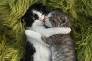 Por que os gatos dormem tanto?